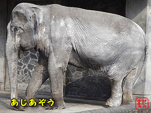 けいこかふぇ　いっしょにあそぼ　井の頭自然文化園 動物園 アジアゾウ
