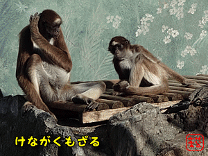 けいこかふぇ　いっしょにあそぼ　江戸川区自然動物園　ケナガクモザル