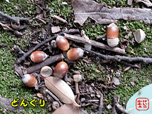 �h���O��