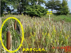ӂ@ޗǌޗǎs@̋߂̊̕