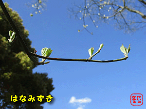 ni~YL