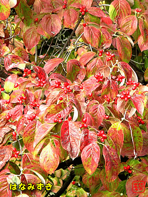 �n�i�~�Y�L