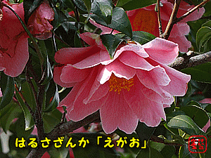 ӂ@ɂځ@@