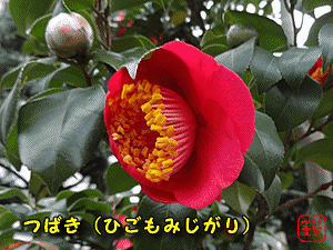 ӂ@ɂځ@@u΂v