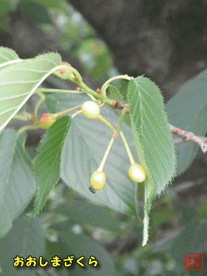 �I�I�V�}�U�N��