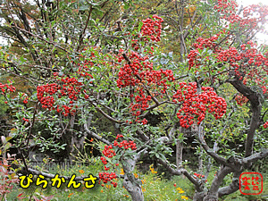 �s���J���T