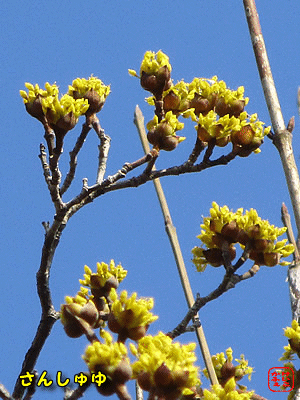 �T���V����