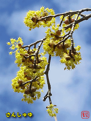 �T���V����