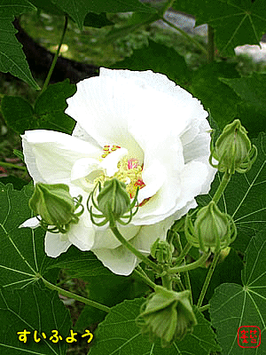 �X�C�t���E