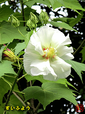 �X�C�t���E