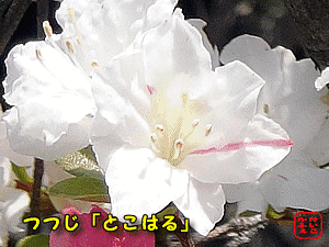ӂ@@ ̂͂