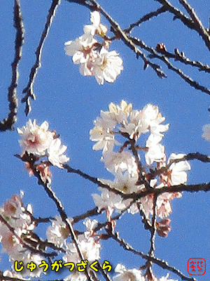 �W���E�K�c�U�N��