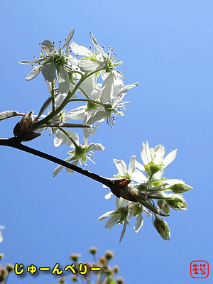 �W���[���x���[