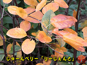 �W���[���x���[�u���[�W�F���g�v