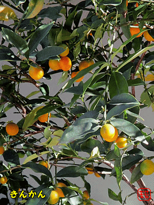 �L���J��