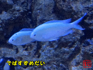 �f�o�X�Y���_�C