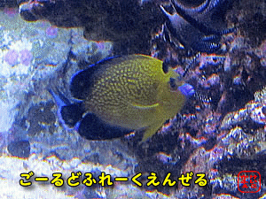 S[ht[NG[