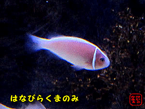 nirN}m~