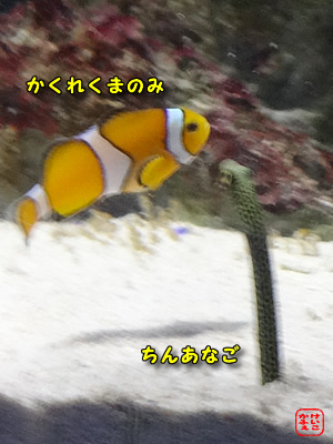 ӂ@ɂځ@V]mق̃JNN}m~ƃ`AiS