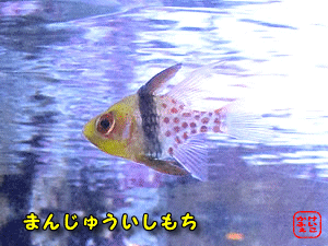 �}���W���E�C�V���`