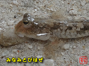 ӂ@ɂځ@搶@~i~grn[