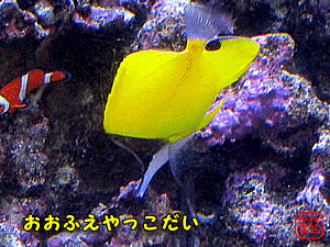 IItGbR_C