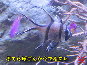 �v�e���|�S���J�E�f���j�B