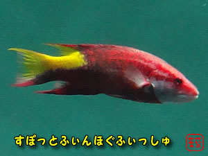 ӂ@ɂځ@݂̂́@uX|bgtBzOtBbVv