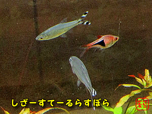 �T�C�A�~�[�Y�t���C���O�t�H�b�N�X