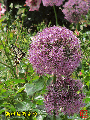 �A�Q�n�`���E