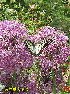 �A�Q�n�`���E