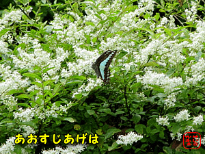 AIXWAQn