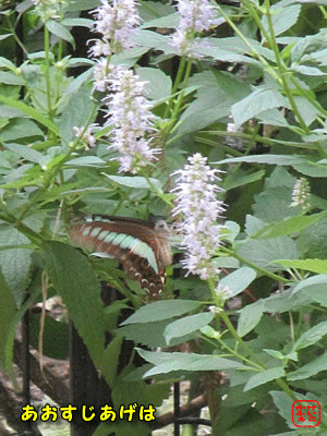 �A�I�X�W�A�Q�n