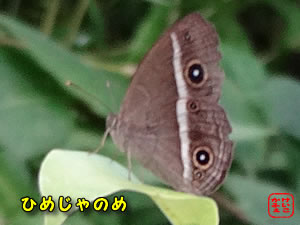 ӂ@ɂځ@ނ@qWm