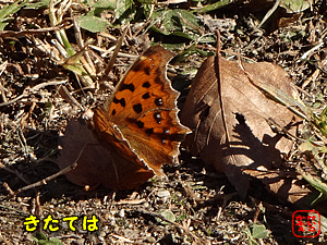 ӂ@ɂځ@@V@uL^env