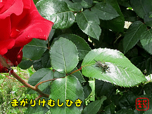 }KPVqL