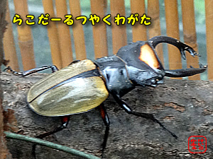 ӂ @R_[cNK^