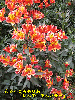 �A���X�g�������A�u�C���f�B�A���T�}�[�v