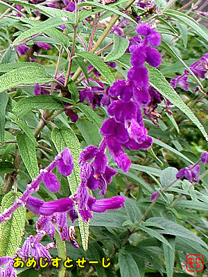 �A���W�X�g�Z�[�W