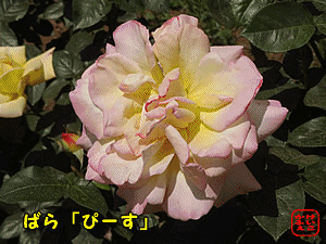 ӂ@ɂځ@͂ȁ@ X،̃o