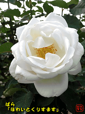 ӂ@ɂځ@͂ȁE傭Ԃ@o@uzCgNX}Xvu[XvCgvuTgKvu}EgVX^v