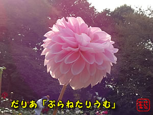 ӂ@ɂځ@͂ȁ@_Auvl^Ev