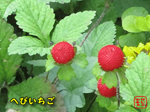 �w�r�C�`�S