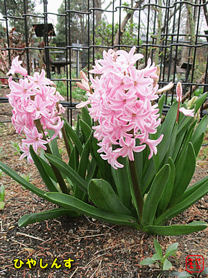 �q���V���X