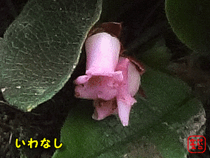 ӂ@͂ȁE傭Ԃ@CiV