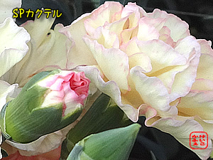 ӂ@ÃJ[l[V{ JNe