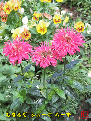 ���i���_ �t�H�[�O ���[�Y