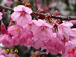 ӂ@ɂځ@͂ȁ@2015N3@ Vh̍