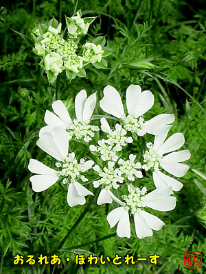 �I�����A�E�z���C�g���[�X