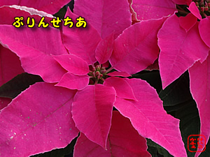 ӂ@vZ`A